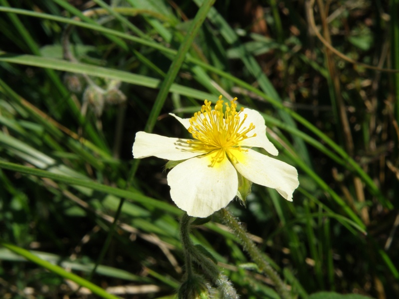 Helianthemum  ??